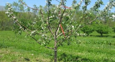 Proč jabloň nemusí nést ovoce po odkvětu a co dělat, když nejsou žádné vaječníky
